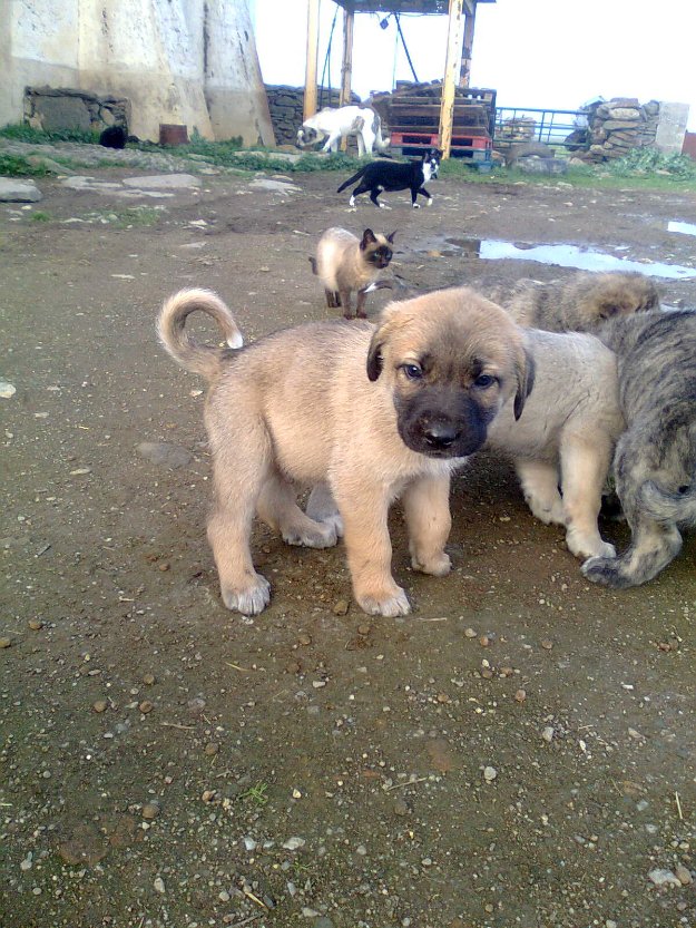 Mastines en adopcion