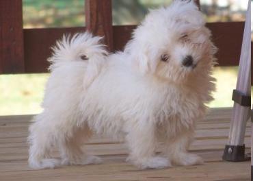 Preciosa cachorros maltés para su aprobación