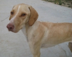 ALBI...MERECE un hogar - mejor precio | unprecio.es