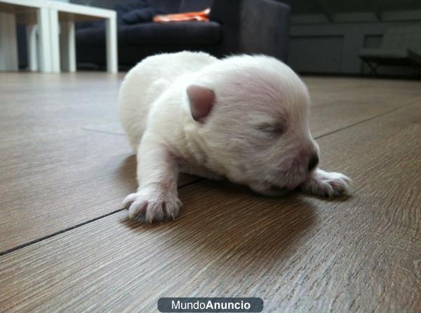 CACHORROS RAZA WESTY