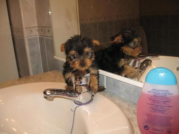cachorros yorkshires muy chicos, 350  y 390
