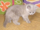 Gatitos british shorthair - mejor precio | unprecio.es