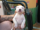 Impresionantes Cachorros de Bull Terrier - mejor precio | unprecio.es