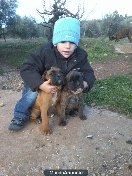 MAGNICOS BOXER ATIGRADOS Y DORADOS