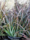 Planta de Aloe vera - mejor precio | unprecio.es