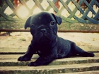 Excelentes cachorros de bulldog francés. - mejor precio | unprecio.es