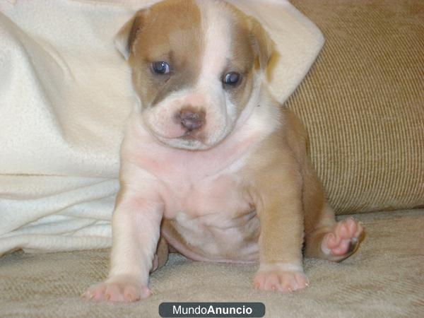 AMERICAN STAFFORSHIRE TERRIER