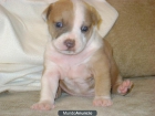 AMERICAN STAFFORSHIRE TERRIER - mejor precio | unprecio.es