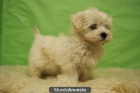 BICHON MALTES ENTREGADOS CON DOS MESES DE EDAD - mejor precio | unprecio.es