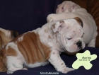 Bulldog ingles Garantia sanitaria - mejor precio | unprecio.es