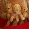 Cachorros Caniche Toy, apricot y negros !