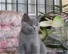 Gatito British Shorthair - mejor precio | unprecio.es