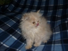 Gatitos persas - mejor precio | unprecio.es