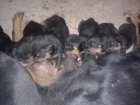 Se venden o se cambian cachorros rottweiler - mejor precio | unprecio.es