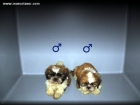 SHI TZU, PRECIOSA CAMADA DE 2 MESES - mejor precio | unprecio.es