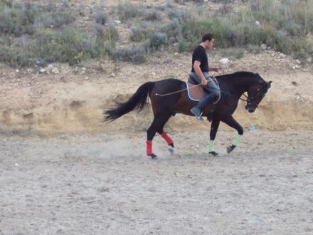 Urge Venta Caballo PRE CAMARON LXXVI | venta de Caballo PRE capa castaño