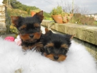 YORKSHIRE TERRIER, RAZA PURA - mejor precio | unprecio.es