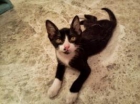 Rison, gatito cariñoso y dulce, necesita adopcion - mejor precio | unprecio.es
