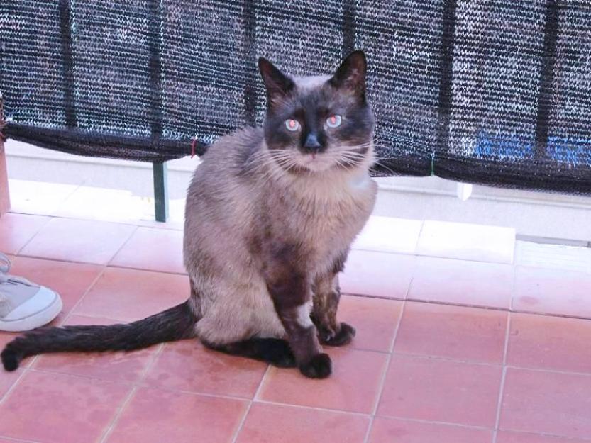 Andrés, gato siamés abandonado busca familia para cuidarla
