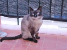 Andrés, gato siamés abandonado busca familia para cuidarla - mejor precio | unprecio.es