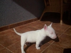 bull terrier miniatura - mejor precio | unprecio.es