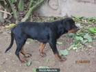 CACHORRA ROTTWEILER - mejor precio | unprecio.es