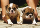 cachorros de bulldog ingles - mejor precio | unprecio.es