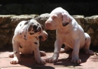 CACHORROS DE DOGO ALEMAN 650 - mejor precio | unprecio.es