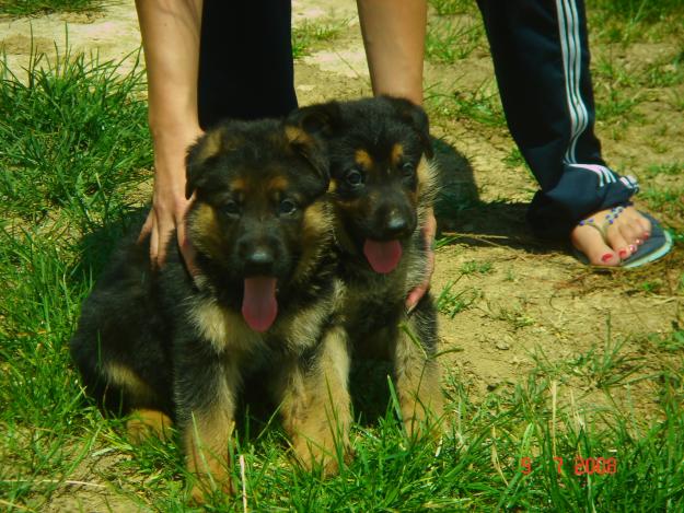 CACHORROS DE PASTOR ALEMAN