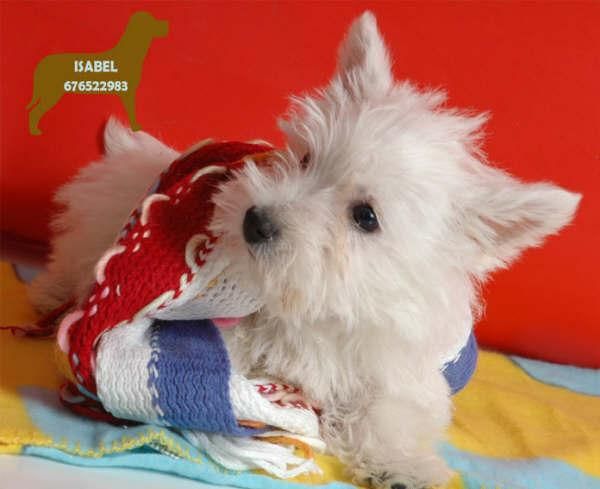 Cachorros west higland, buen precio