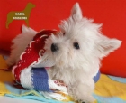 Cachorros west higland, buen precio - mejor precio | unprecio.es