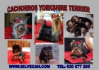 Cachorros yorkshire terrier de silvecan - mejor precio | unprecio.es