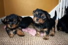 Dos cachorros de Yorkshire terrier para Navidad! - mejor precio | unprecio.es