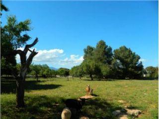 Finca/Casa Rural en venta en Llubí, Mallorca (Balearic Islands)