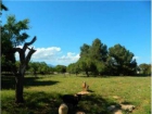 Finca/Casa Rural en venta en Llubí, Mallorca (Balearic Islands) - mejor precio | unprecio.es