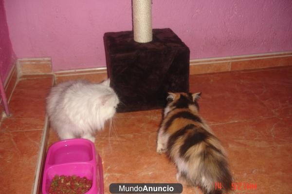 gatitos cruce de persa todo un regalo 6 4 8 1 9 9 8 4 0