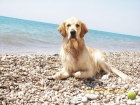 GOLDEN RETRIEVER. SOY UN GOLDEN QUE BUSCA NOVIA - mejor precio | unprecio.es