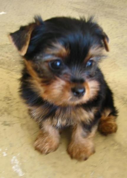 Los cachorros están listos - hombres y mujeres Yorkie Cachorros.