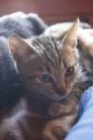 Regalo gatitos pequeños - mejor precio | unprecio.es
