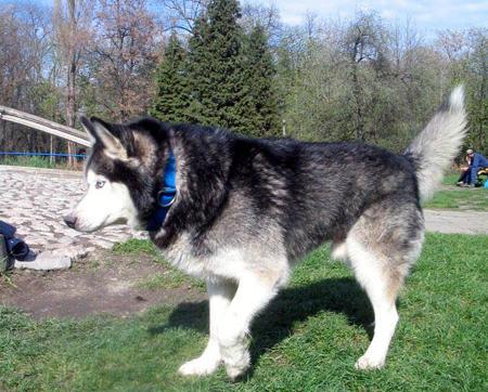 syberian cachorro para su adopción a cualquier persona interesada