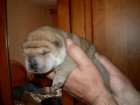 VENDO CACHORROS DE SHAR-PEI - mejor precio | unprecio.es