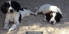 SPRINGER SPANIEL INGLÉS - mejor precio | unprecio.es