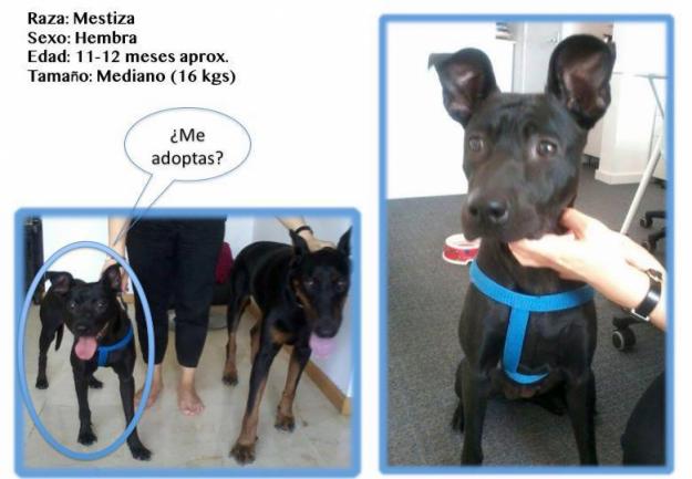 Hembra Mediana mestiza en Adopción