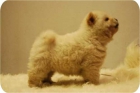 Cachorritos de Chow Chow en color fawm. - mejor precio | unprecio.es