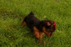 cachorro Yorkshire - mejor precio | unprecio.es
