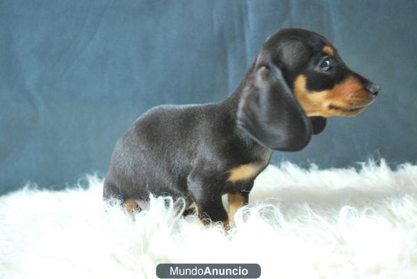 cachorros de TECKEL MINIATURA,SOMOS CRIADORES