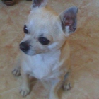 Chihuahua macho busca novia en granada - mejor precio | unprecio.es