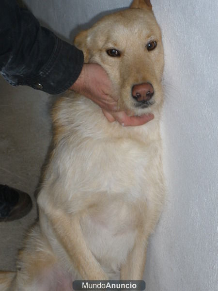 CRUCE DE PODENCO EN ADOPCION. BRANDY.
