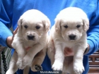 Golden retriever cachorros - mejor precio | unprecio.es
