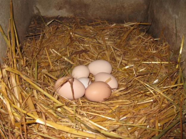 Huevos fertiles en venta